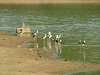 Wading Birds