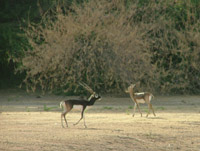 Black Buck