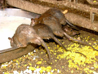 Rats' Arses