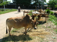 Cow, Hsipaw, Myanma