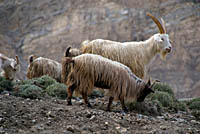 Goats Grazing Spiti Valley, Himachel Pradesh, India