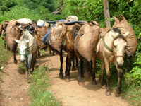 Horses carrying tea leaves, Hsipaw, Myanmar