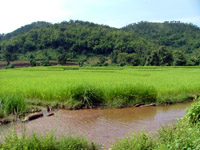 Paddy fields, Hsipaw, Myanmar