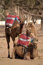 Camels Outside Menara Gardens, Marrakech, Morocco