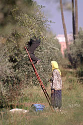 Olive Pickers Outside Menara Gardens, Marrakech, Morocco