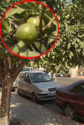 Orange trees growing from the pavement - Marrakech, Morocco