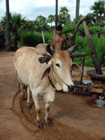Cow pressing peanut oil, Myanmar