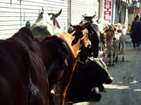 Cows in the street, Delhi, India