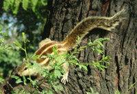 Palm squirrel up a tree, Delhi, India