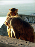 Monkeys grooming, Varanasi