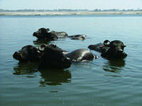 Water buffalo in the Ganges, Varanasi