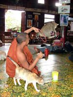 The Jumping Cat Monastery, Lake Inle, Myanmar - formerly Burma