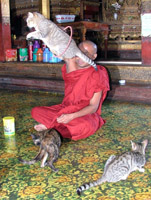 The Jumping Cat Monastery, Lake Inle, Myanmar - formerly Burma