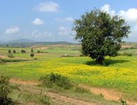 View across the fields, Myanmar