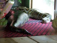 Huge snake at a temple, Bago, Myanmar