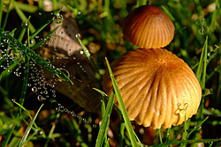 Morning Mushrooms - mushrooms sprouting from dew-laden grass, and a bejewelled spider's web