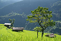 Bright green rice field Nepal