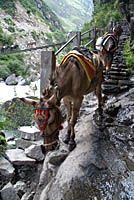 Mule train descending stone steps