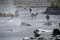 Mules having dustbath