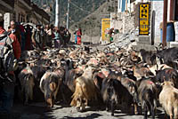 Goats in Ganya