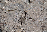 Snake Ghasa to Tatopani